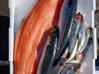 Lachsfilet, Makrelen und ein Rotbarschstück in einer Frischebox