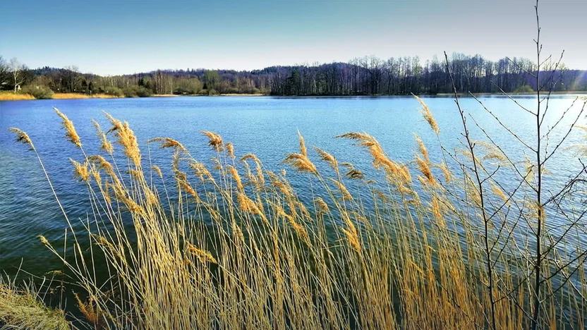 Schilfgürtel am Seeufer in Reinfeld, gegenüber der Waldrand